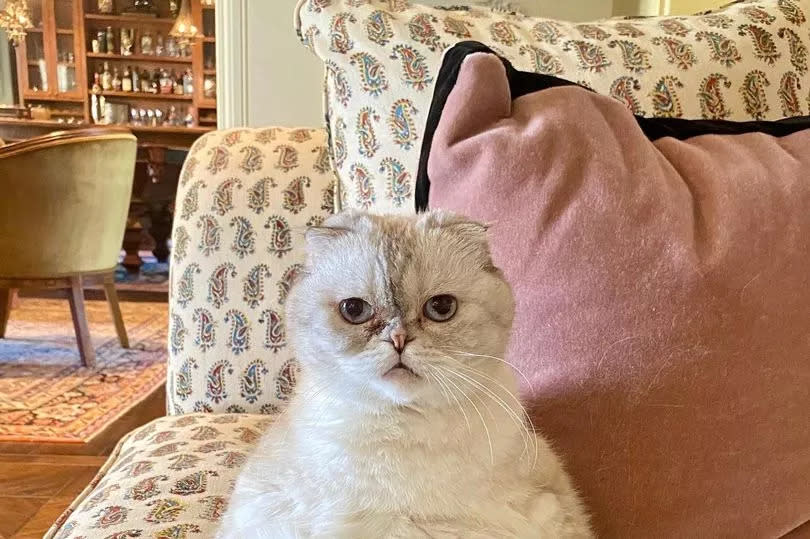 Taylor Swift’s Scottish Fold cat, Olivia Benson -Credit:Instagram