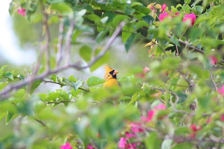 A yellow cardinal was spotted in Port St. Lucie Saturday morning. Tracy Workman said the bird, who she named Sunny, was seen in the area of Prima Vista Boulevard and Floresta Drive.