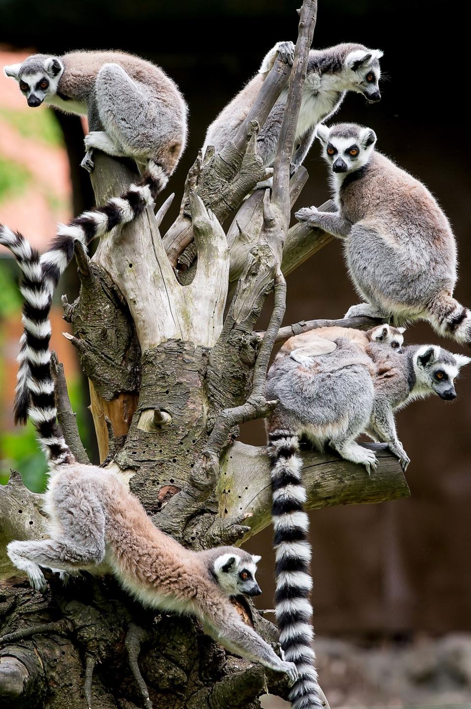 <p>A flock of young lemurs climb a tree at their enclosure in the Wroclaw Zoo, in Wroclaw, Poland, 08 May 2017. Three baby lemurs were reportedly born at the zoo over the past few weeks. (Macie J. Kulczynski/EPA) </p>