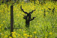 Mustard grows around old vines in the historic G.B. Crane Vineyard in St. Helena, Calif., Wednesday, Feb. 28, 2024. Brilliant yellow and gold mustard is carpeting Northern California's wine country, signaling the start of spring and the celebration of all flavors sharp and mustardy. (AP Photo/Eric Risberg)