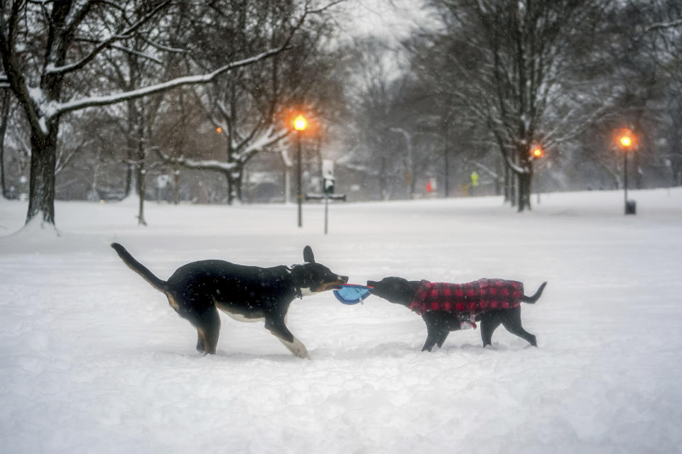 Rocky and Piper play tug-of-war in the snow in Allegheny Commons Park, Monday, Jan. 17, 2022, on the North Side of Pittsburgh, Pa. (Alexandra Wimley/Pittsburgh Post-Gazette via AP)