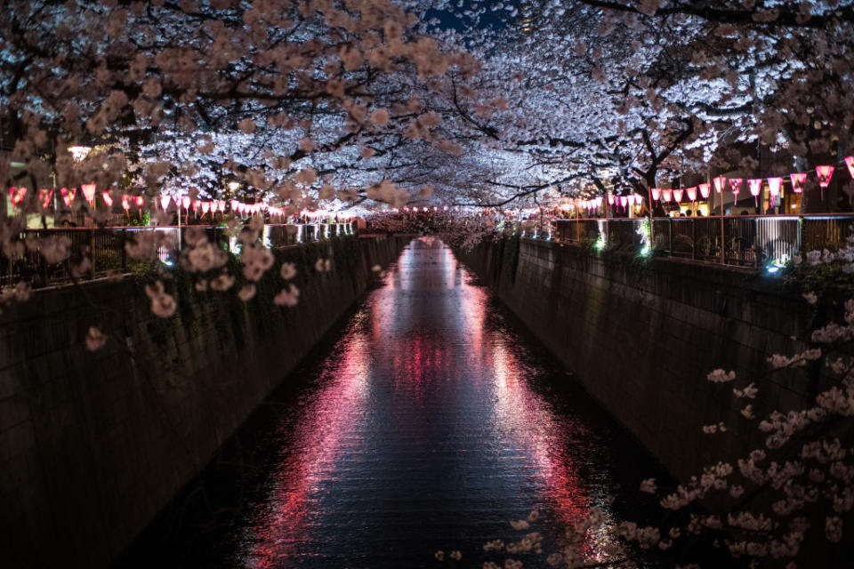 People enjoy cherry blossom in Tokyo