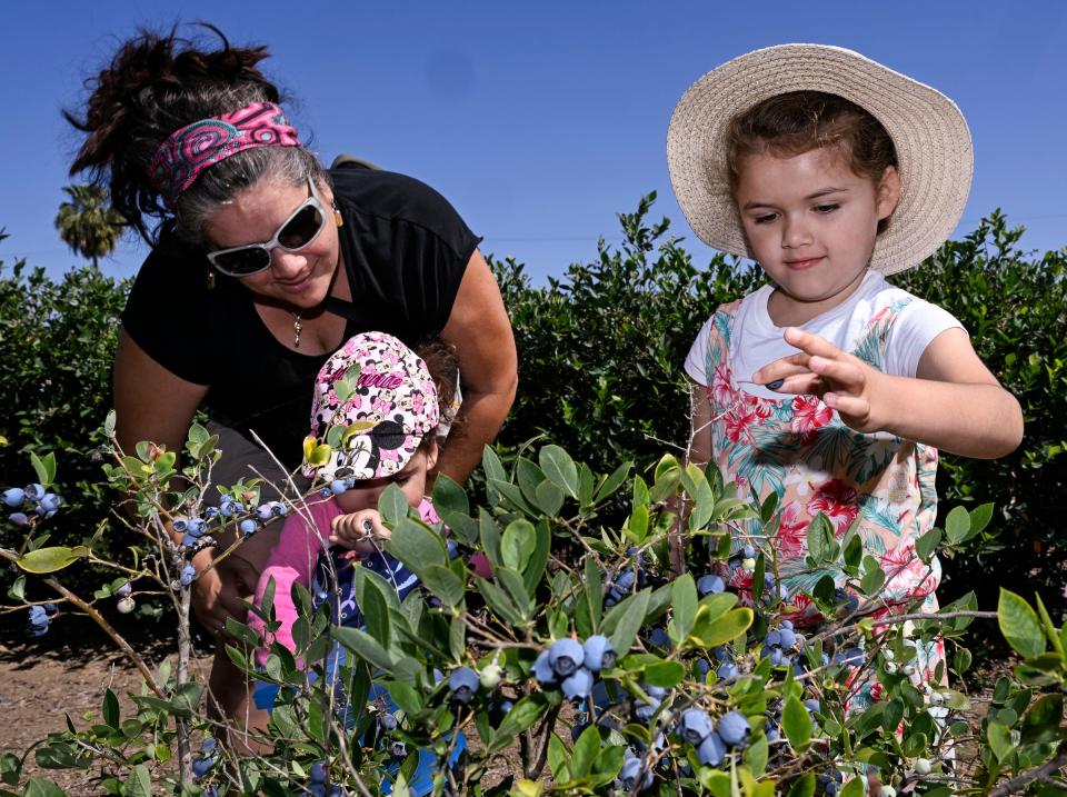 Autumn Roswell, 5, right, and her sister Lilly Roswell, 2, and mother Lorena Roswell pick blueberries at Heavenly Wheels Blueberry Farm on Tuesday, May 21, 2024