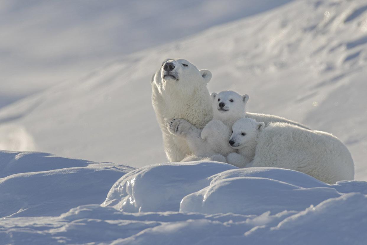 Wild Polar Bear Cubs Captured playing with mom