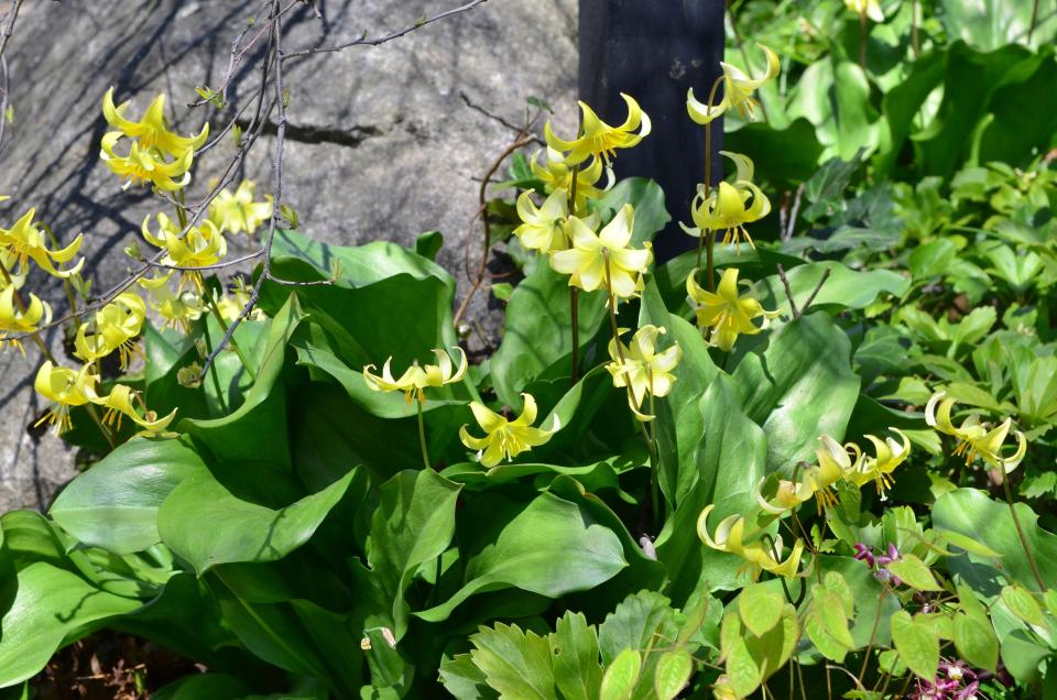 Tout lilies (Erythronium) are easy to grow and many are native to North America.