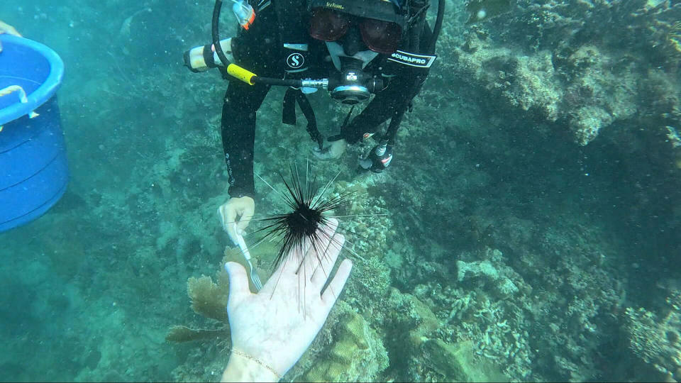 Correspondent Maura Barrett helps researchers place adult-sized urchins in a reef. (Jackie Montalvo &amp; Maura Barrett / NBC News)