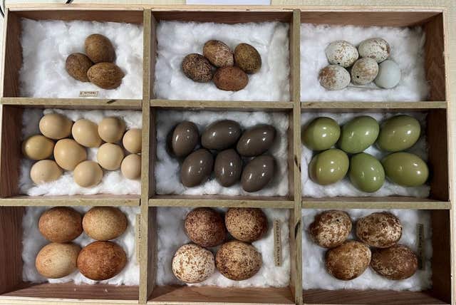 Some of the birds eggs found in the possession of Daniel Lingham 