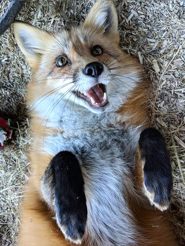 Zoo Miami staff are mourning red fox Swift, who died following emergency surgery.