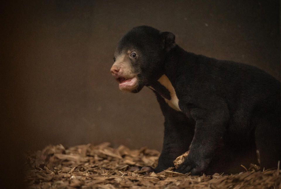 <em>No name – the cub hasn’t yet been given a name (Picture: PA)</em>