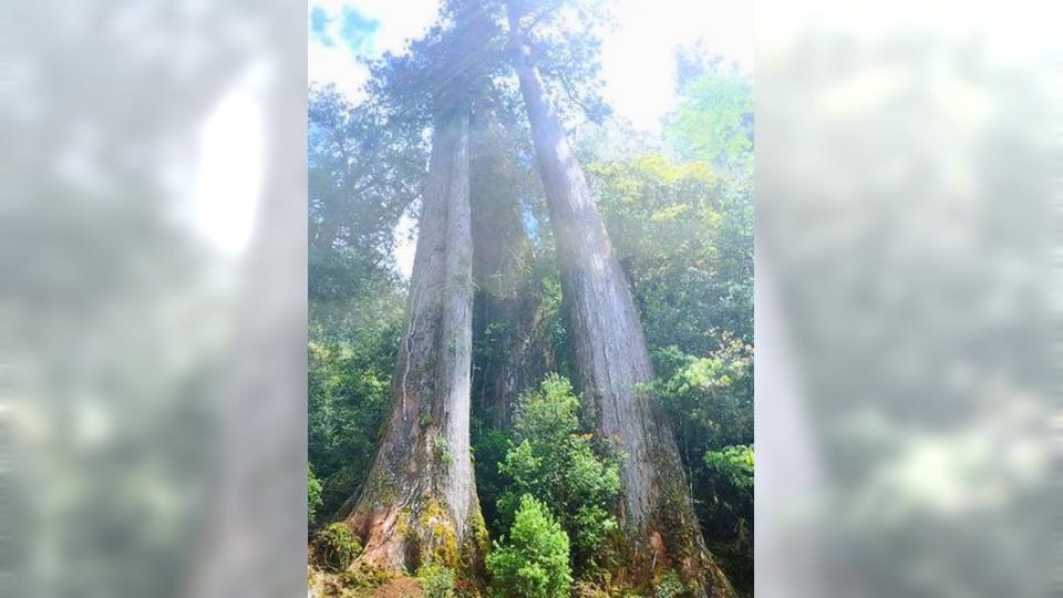 圖非遭盜伐現場。圖／翻攝馬告生態園區臉書