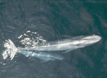 Blue Whales are seen in this undated handout photo courtesy of NOAA National Marine Fisheries Service. REUTERS/NOAA National Marine Fisheries Service/Handout