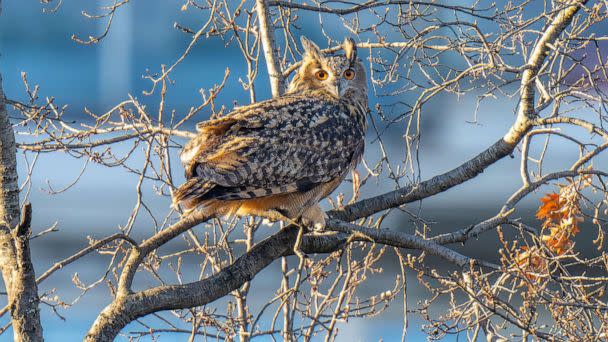 PHOTO: An owl that escaped from the Central Park Zoo, perches in a tree at Pulitzer Plaza outside the Plaza Hotel in New York City, Jan 2, 2023. (davidlei/Twitter)