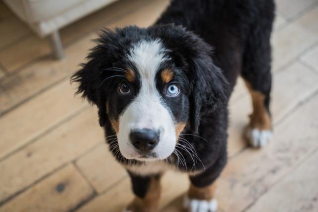 Bernese Mountain Dog Facts: What to Know About These Striking Dogs