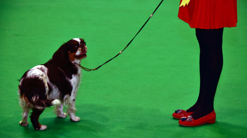 Dog at Crufts