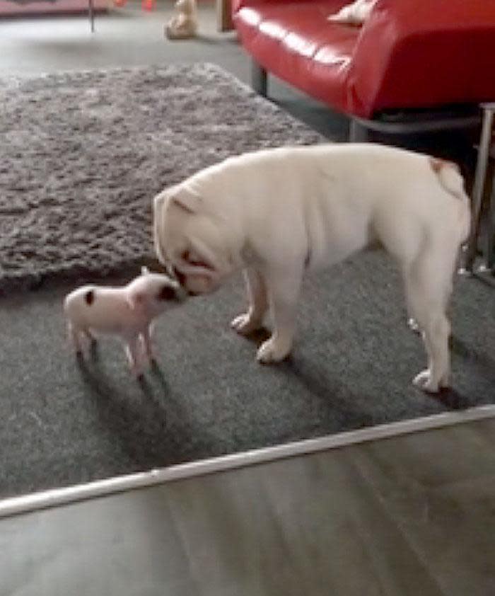 WATCH: Adorable moment a tiny piglet is introduced to a deaf bulldog pup