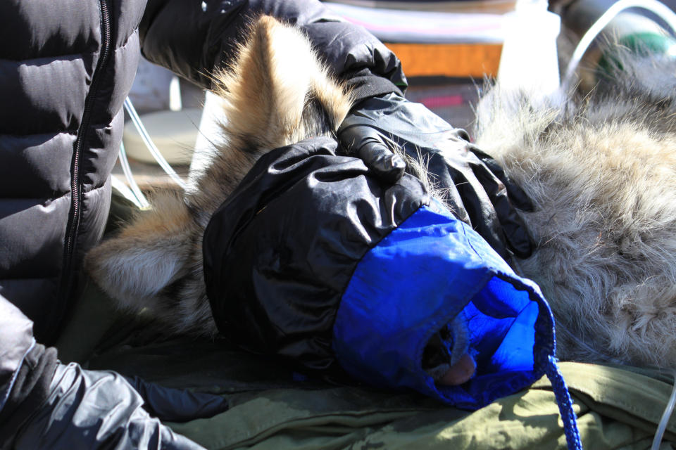 In this Jan. 30, 2020 photo a sedated Mexican gray wolf is checked by biologists in Reserve, N. M., during an annual survey of the endangered species. The Fish and Wildlife Service on Wednesday, March 18 announced the result of the latest survey, saying there are at least 163 wolves in the wild in New Mexico and Arizona. That marks a nearly 25% jump in the population from the previous year. (AP Photo/Susan Montoya Bryan)