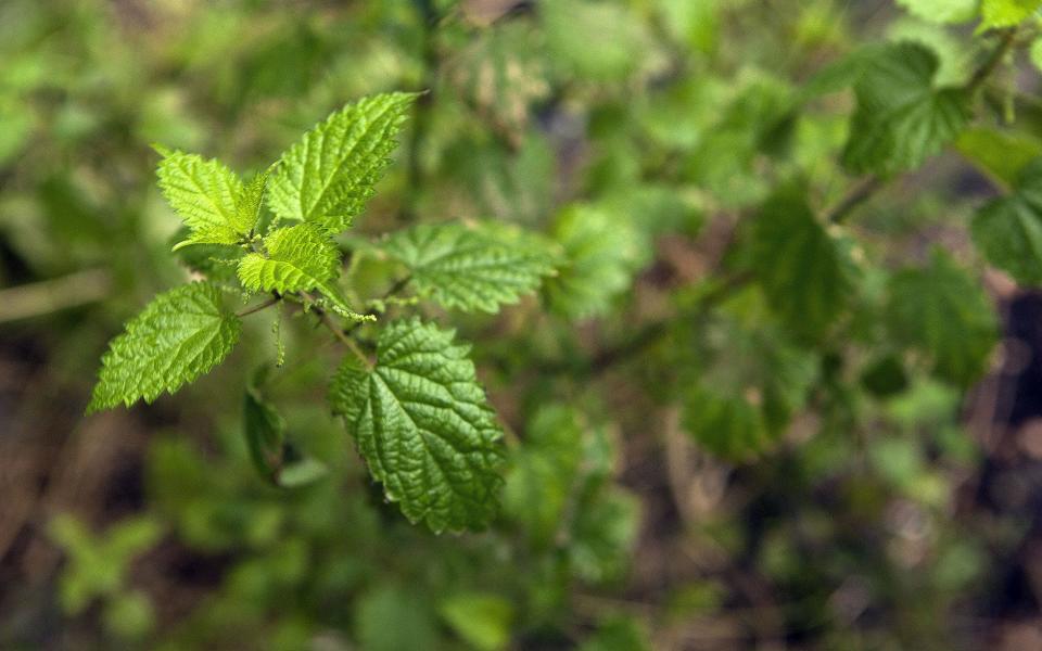 Helen Yemm on how to get rid of destructive ladybirds and overgrown nettles