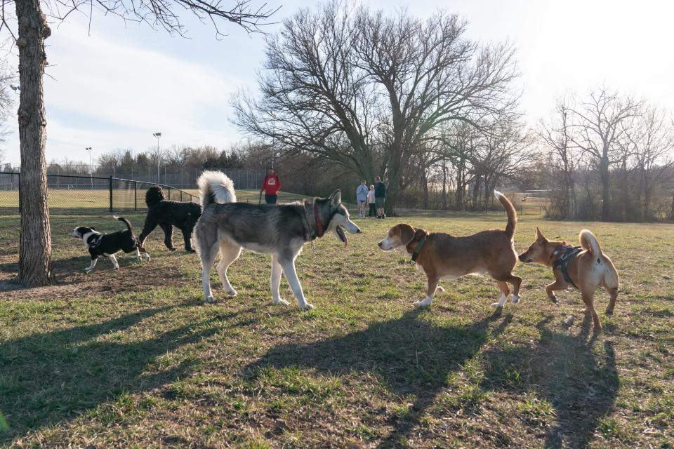 Dogs of all shapes and sizes run free in the confines of the Lake Shawnee off-leash dog park Monday evening. City ordinances require leashes on dogs at all times unless it's on private property with the owner's permission.