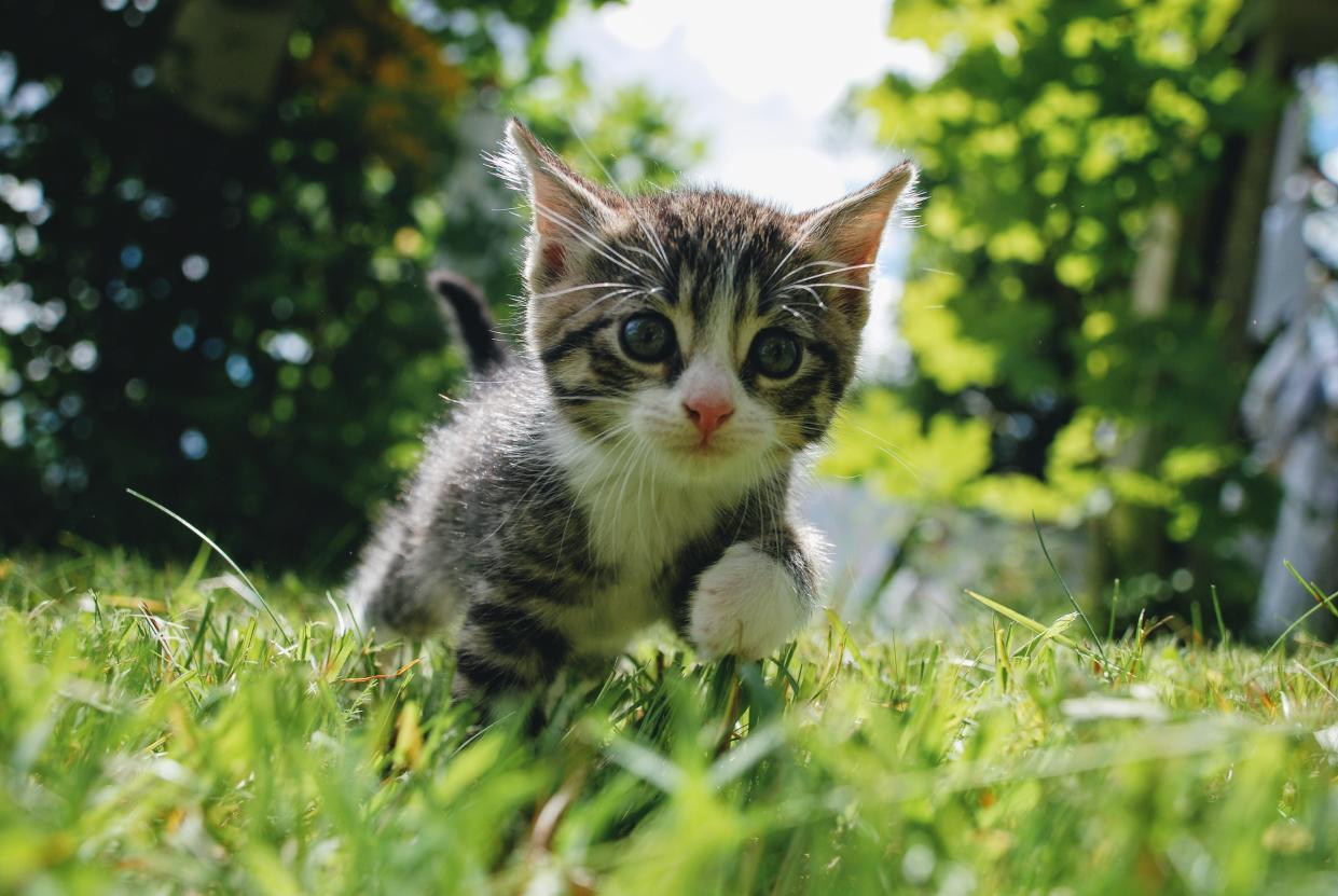 Portrait Of Cat On Field