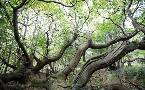 An uprooted hornbeam at Ashenbank Wood in Kent - Credit: Heathcliff O'Malley