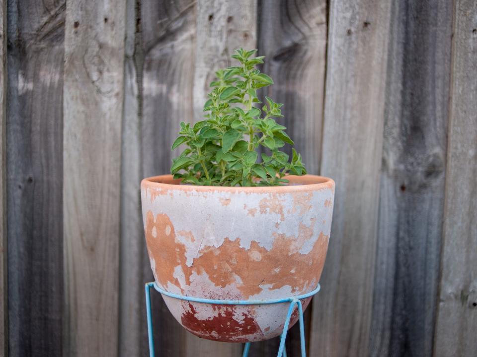 oregano growing out of a terracotta pot in front of a weathered wooden fence