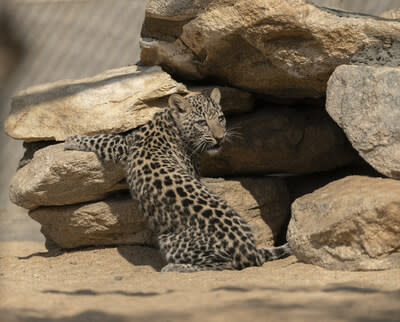 arabian leopard