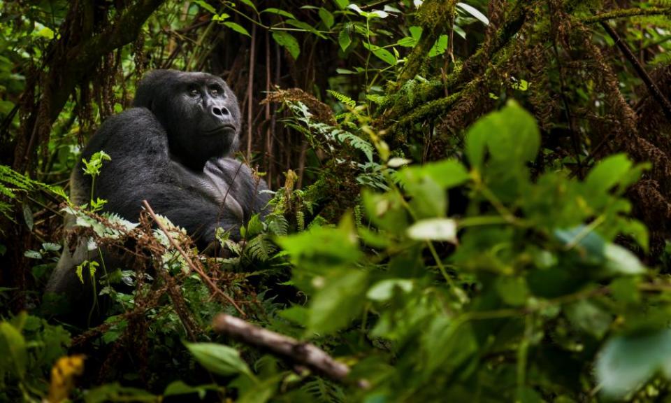 A trek into Volcanoes national park, Rwanda, brings an hour in the company of mountain gorillas.