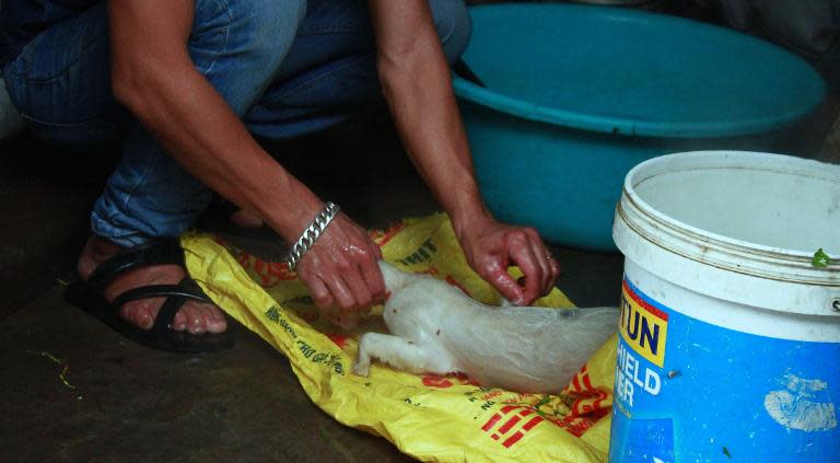 A cook slaughters a white cat at a restaurant in Hanoi on May 12, 2014