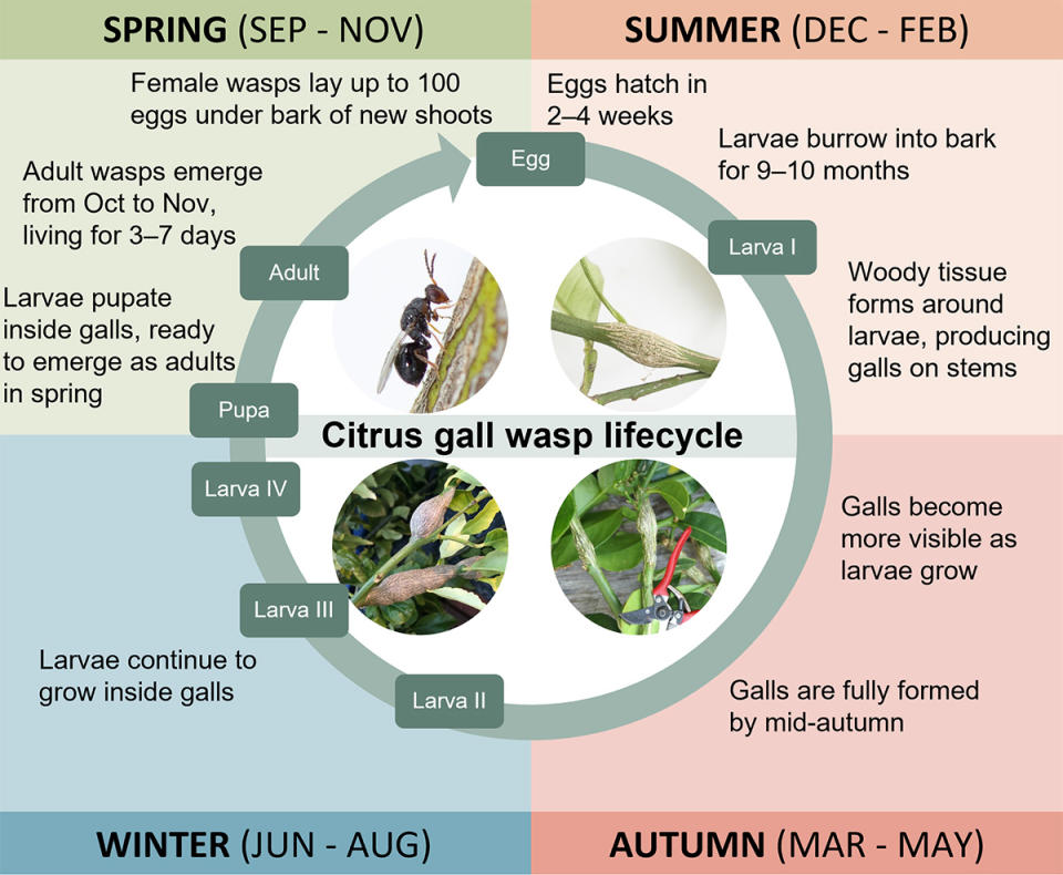 Lifecycle of Citrus gall wasp. 