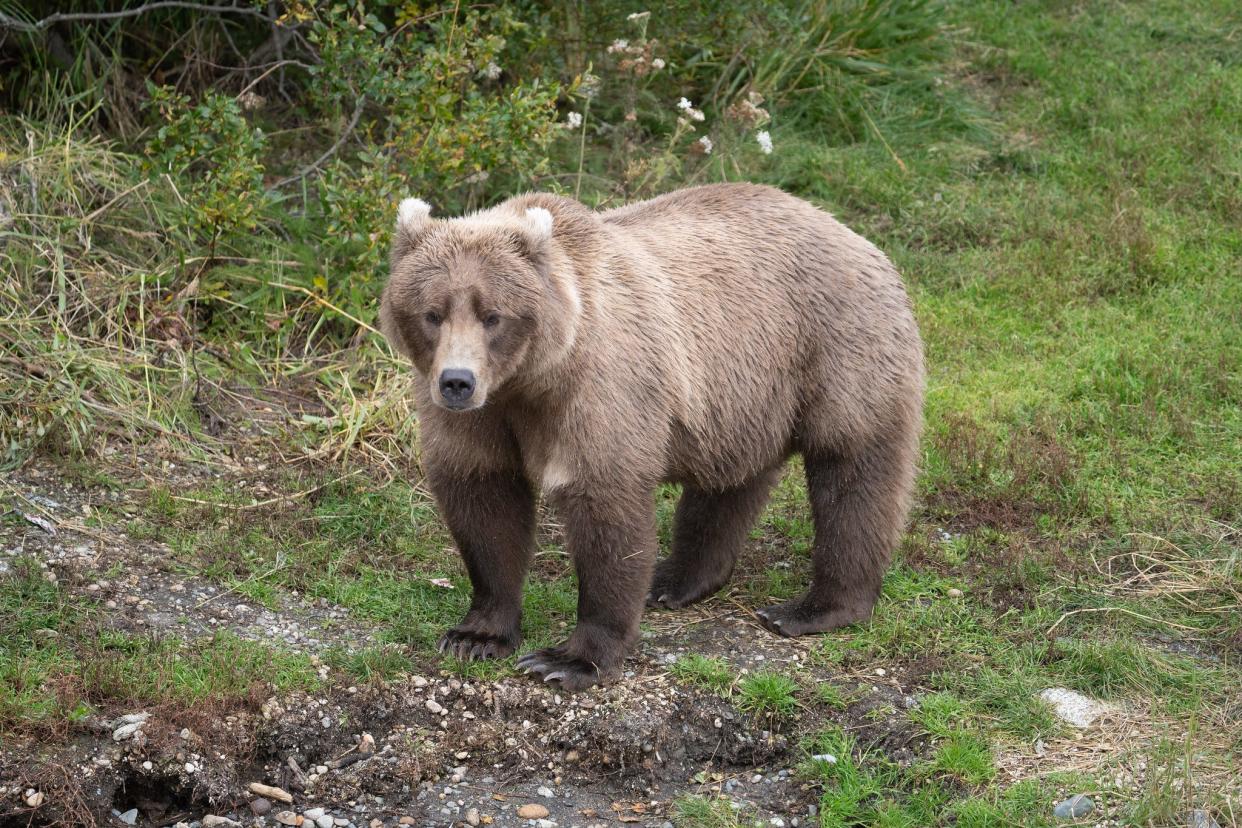 Bear 901 is described as a cautious mom, who chose to fish where there were fewer bears, likely to protect her cubs. One of her cubs still disappeared in September.