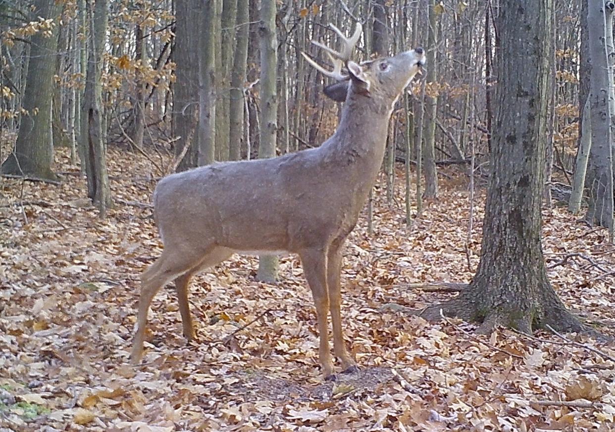 A buck working a scrape in early December.