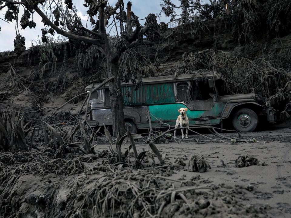 Philippines volcano dog .JPG