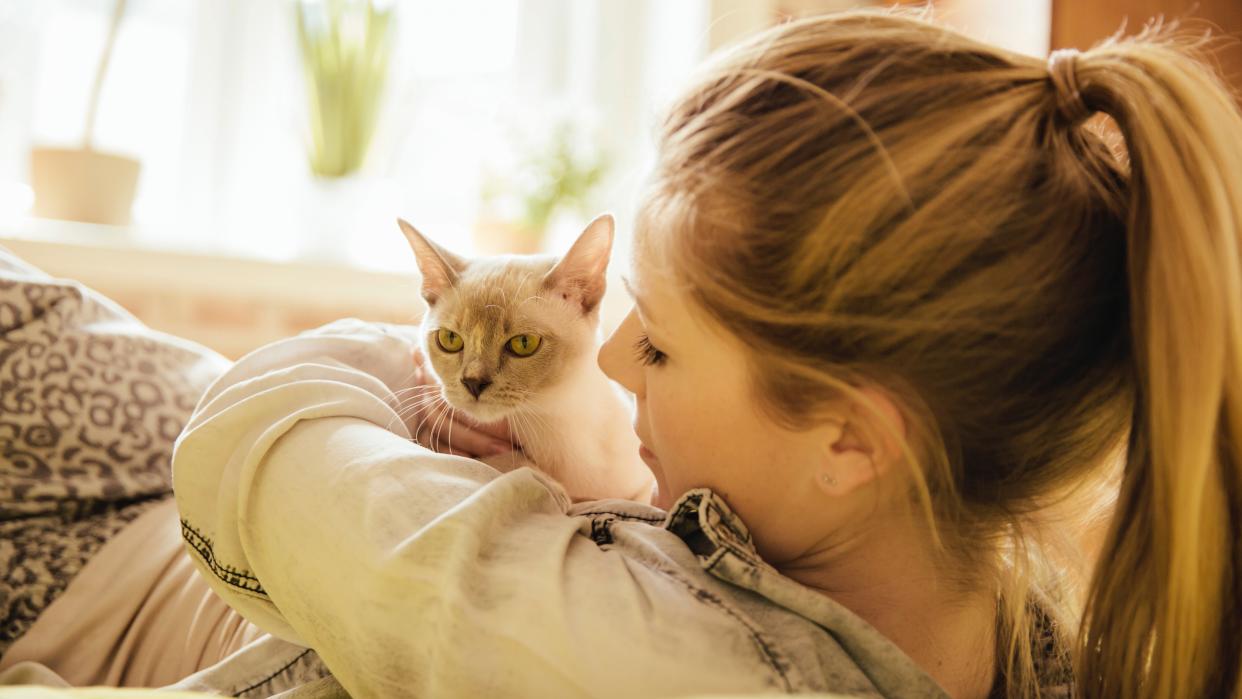 Burmese cat