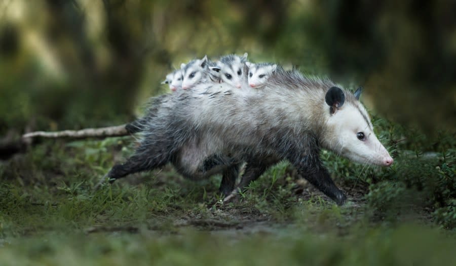 An Opossum mom was walking under the hedges with her brood.