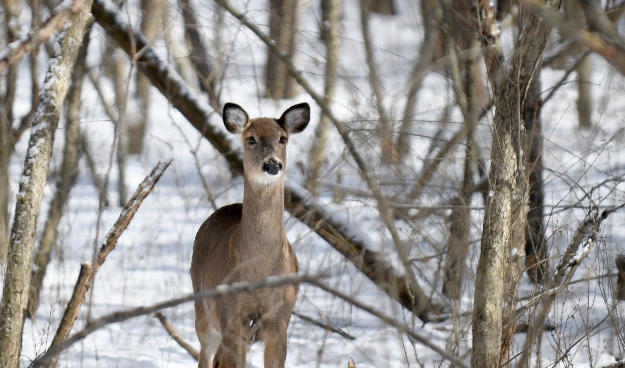 Deer roam at Quail Hollow State Park in Hartville.  Monday,  February 14, 2022.