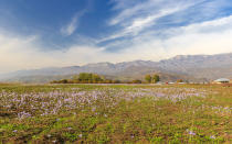 <p>Purple autumn crocuses bloom in a field inPirkuli, Azerbaijan.</p>