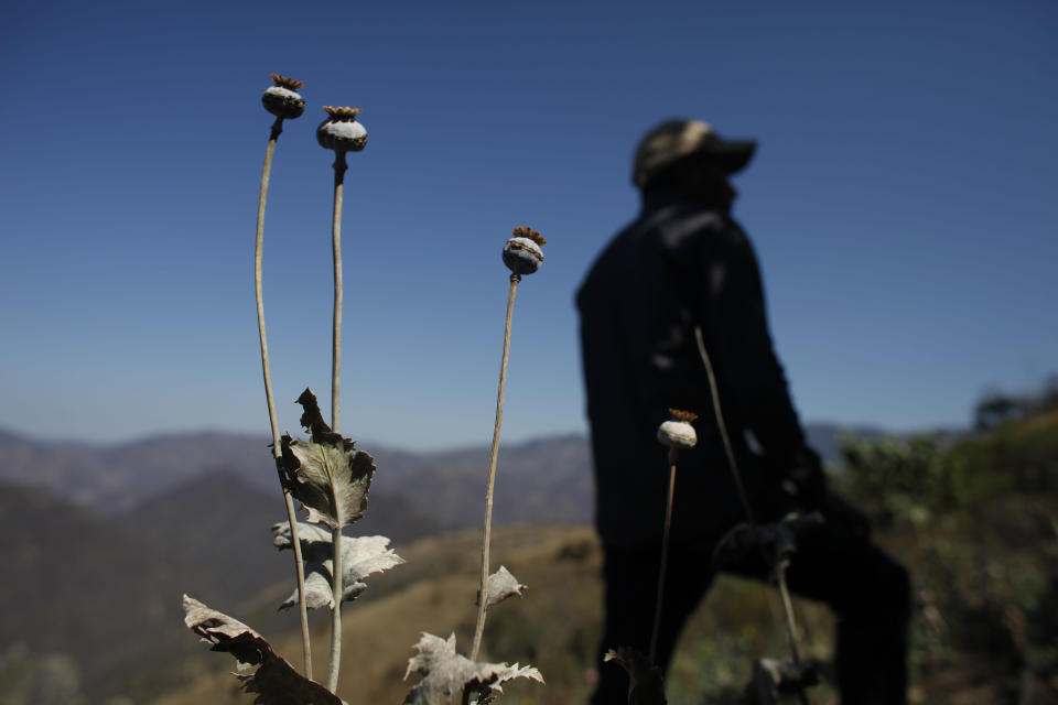 México: Por caída de precio, cambian amapola por marihuana