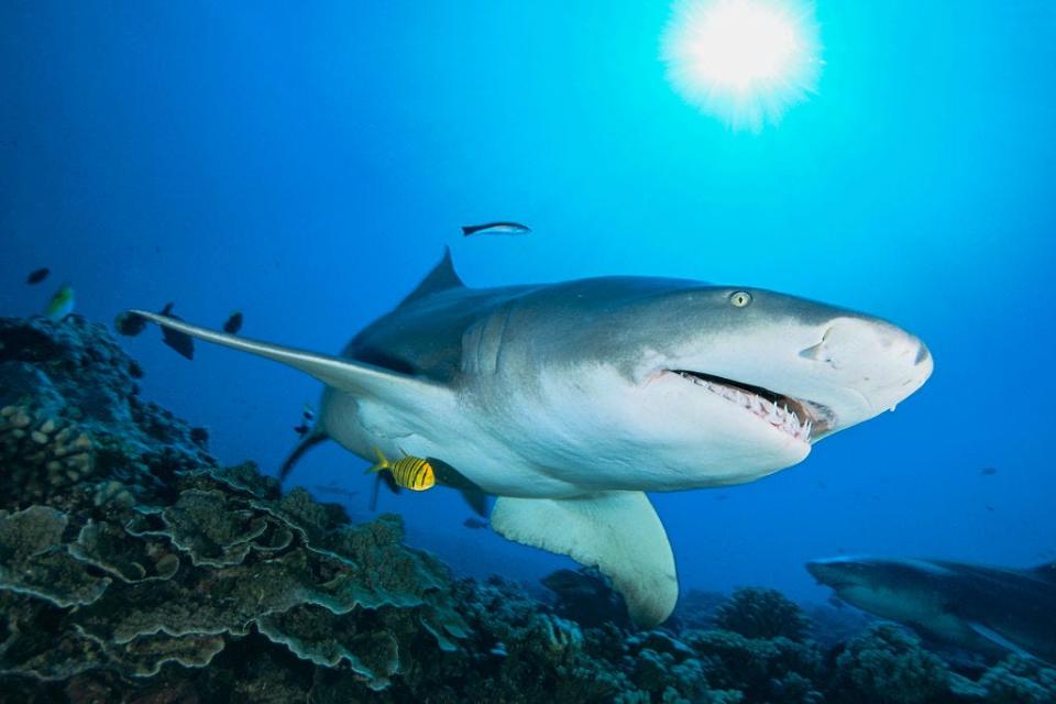 A dark grey sicklefin lemon shark swimming over the reef.