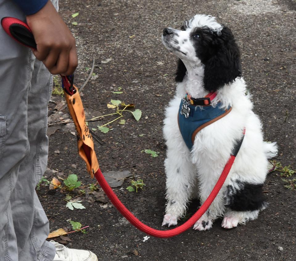 Ny Kershaw, 17, of Carleton asked his service dog 16-week-old poodle named Keita to sit outside their home.