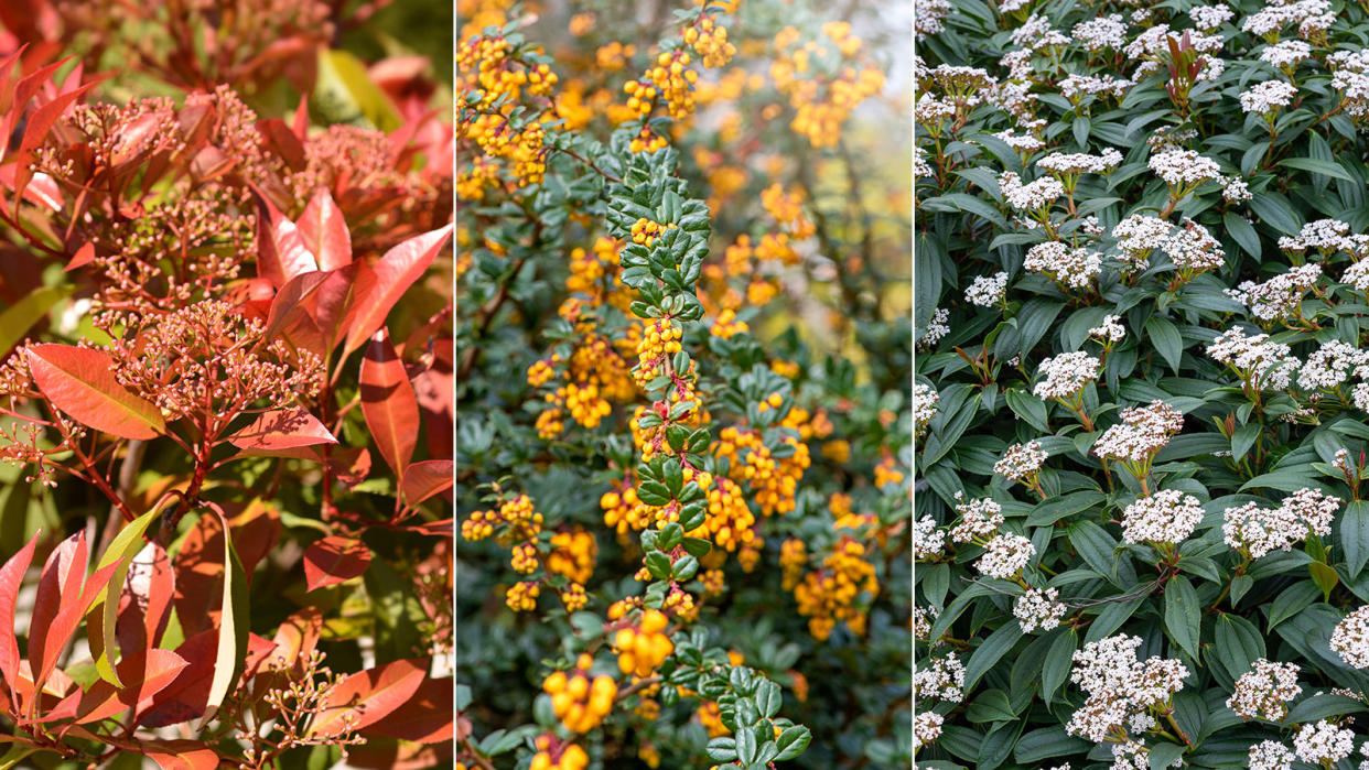  photinia, pyracantha and viburnum davidii shrubs 