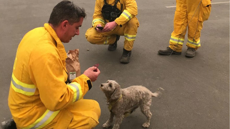 <p>Do you know this pup? Take a look at his sweet face. Firefighters rescued him from the wildfire in Paradise. His world is gone, his home, up in flames. Did his owners survive? (Photo: KGO- TV Video) </p>