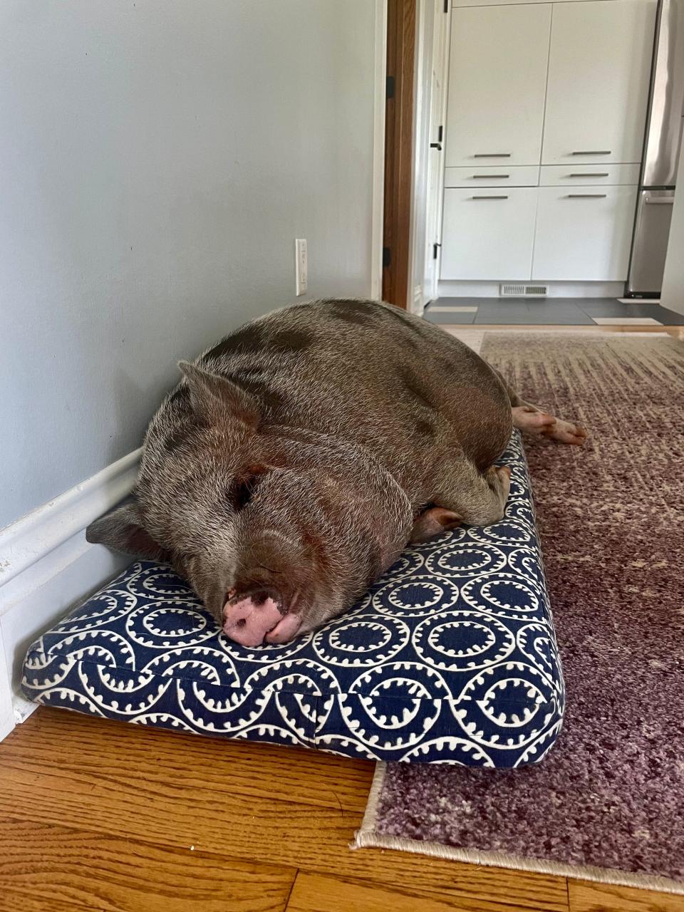 Rudi the pig sleeps in his home on the near-west side of Madison, Wisconsin.