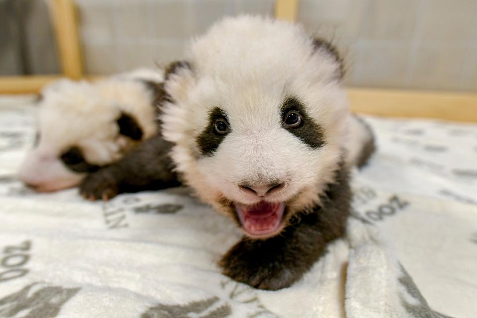 This handout picture released by the Zoo Berlin shows Berlin’s two-month-old giant panda cubs at the Zoologischer Garten zoo in Berlin on November 21, 2019. – It is the first giant panda offspring in Germany: The Berlin panda Meng Meng gave birth to twins on August 31, 2019. On loan from China, Meng Meng and male panda Jiao Qing arrived in Berlin in June 2017. While the cubs are born in Berlin, they remain Chinese and must be returned to China within four years after they have been weaned. (Photo by STRINGER / various sources / AFP) / RESTRICTED TO EDITORIAL USE in connection with REPORTS ON BERLIN ZOO – MANDATORY CREDIT “AFP PHOTO / 2019 Zoo Berlin” – NO MARKETING NO ADVERTISING CAMPAIGNS – DISTRIBUTED AS A SERVICE TO CLIENTS (Photo by STRINGER/AFP via Getty Images)