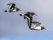 Lessons of a birder: What humans can learn from the airborne creatures