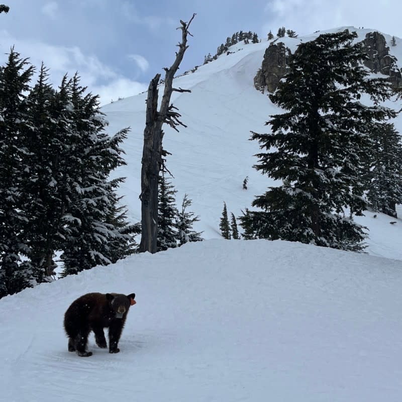 The "bad bear" with Granite Chief Peak in the background.<p>Photo: Jimmy King/Palisades Tahoe</p>