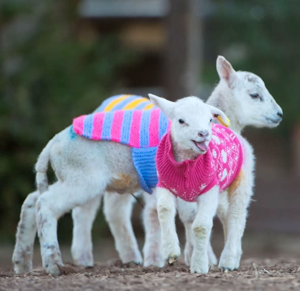 Cute pics: Mystery knitters donate jumpers for lambs