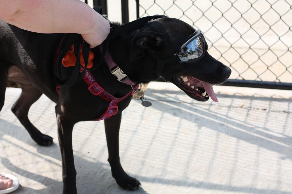 Dufresne, named after Andy Dufresne in “The Shawshank Redemption,” wears sunglasses before entering the new Beverly Park dog park on June 29, 2022.