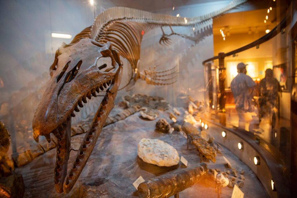 The Onion Creek Mosasaur, in the Hall of Geology and Paleontology in the Texas Memorial Museum, lived more than 66 million years ago. The sea creature was about 30 feet long, including a tail of about 12 feet.