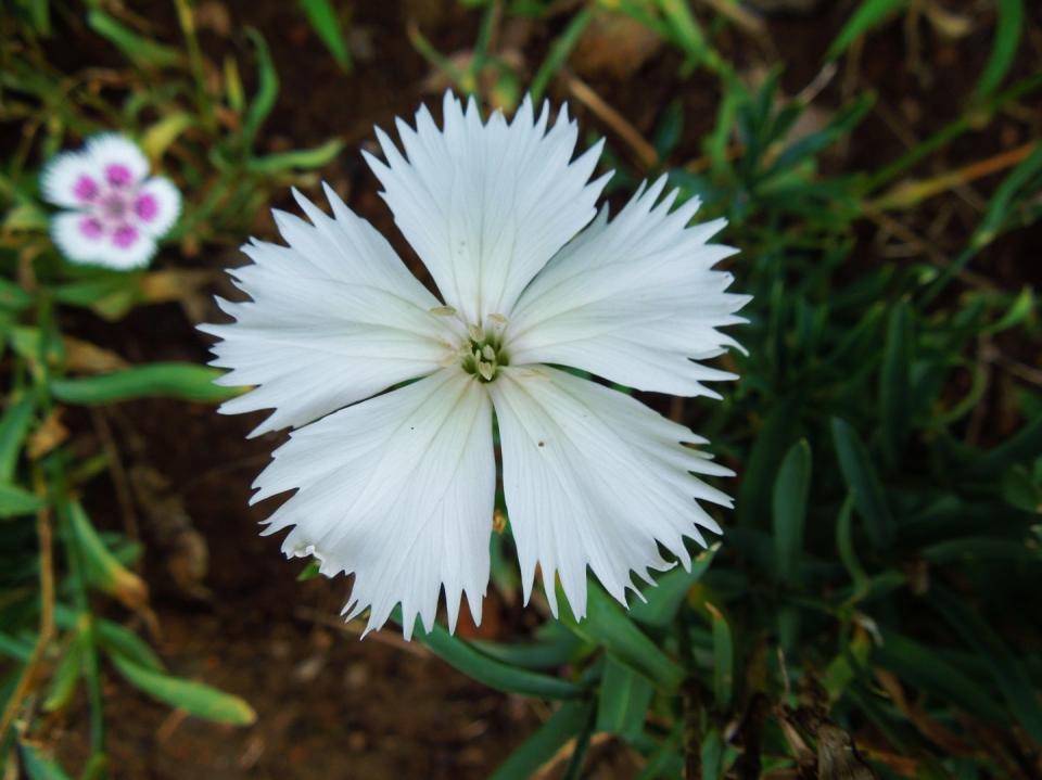 best white flowers dianthus