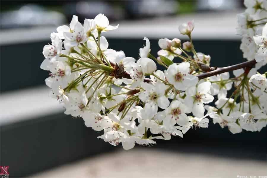 A Callery pear tree produces white blossoms.